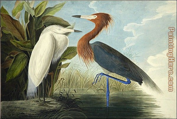 Reddish Egret painting - John James Audubon Reddish Egret art painting
